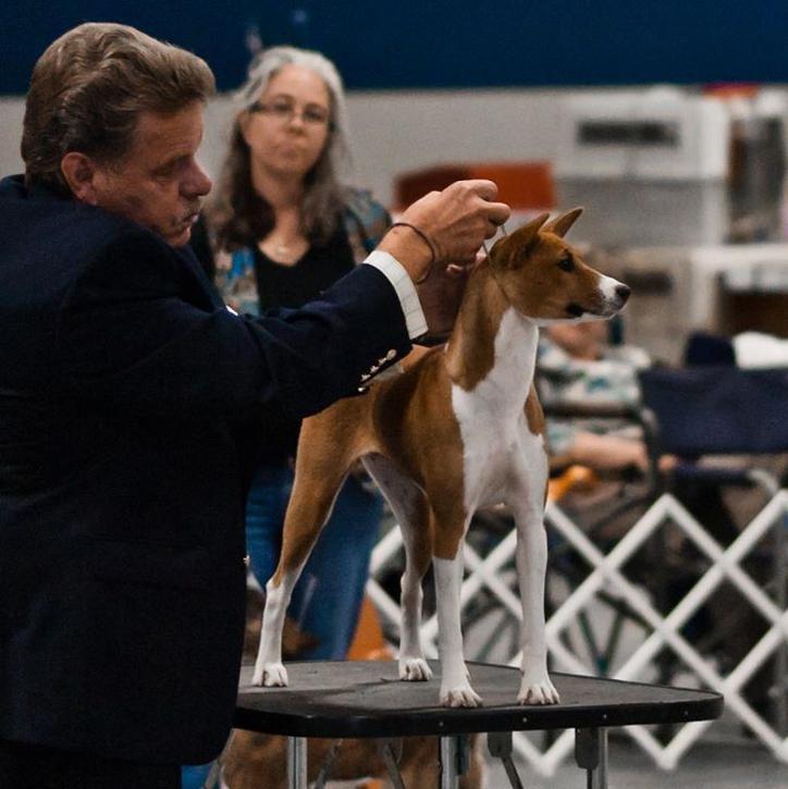 Basenji