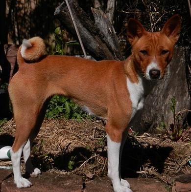 Basenji Adoption