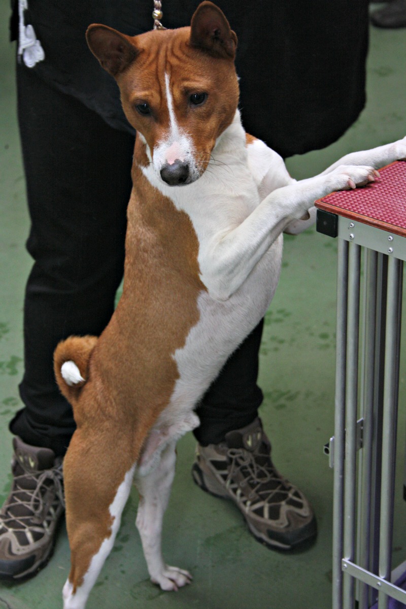 Java Ch Langarni African Aluko