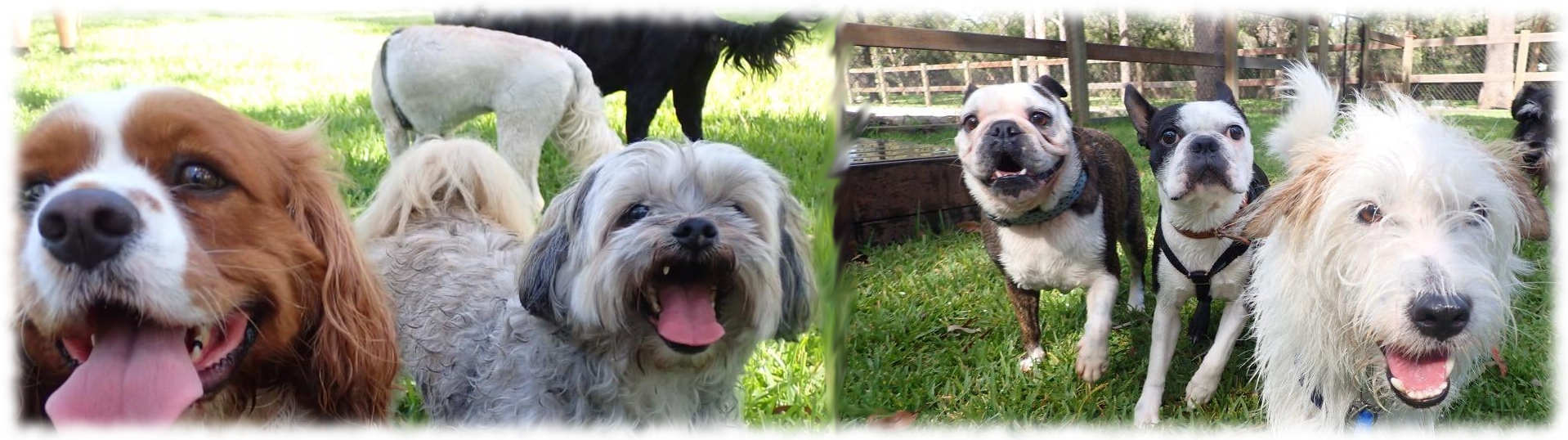 ukraine dog breeders list ukraine dog breeders list