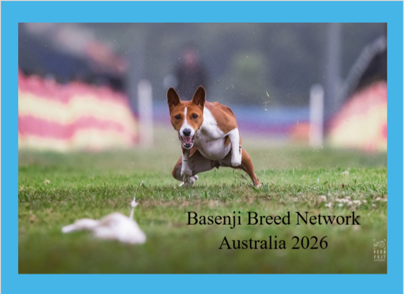 ON the WILD Side - Basenji 2026 Calendar Basenji Breed Network Australia